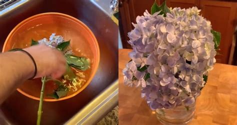 watering hydrangeas in the morning